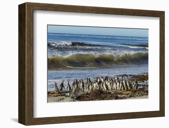 Falkland Islands, Sea Lion Island. Magellanic Penguins and Surf-Cathy & Gordon Illg-Framed Photographic Print