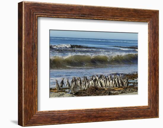 Falkland Islands, Sea Lion Island. Magellanic Penguins and Surf-Cathy & Gordon Illg-Framed Photographic Print