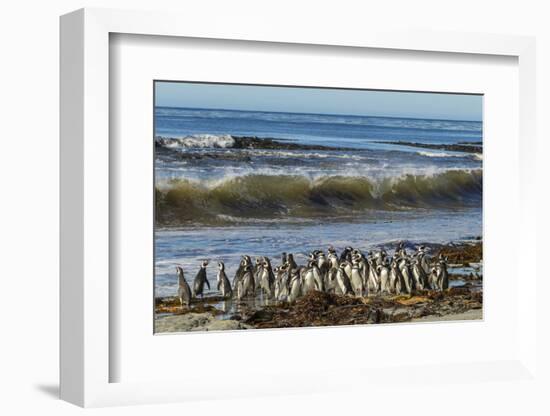 Falkland Islands, Sea Lion Island. Magellanic Penguins and Surf-Cathy & Gordon Illg-Framed Photographic Print