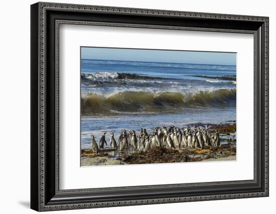 Falkland Islands, Sea Lion Island. Magellanic Penguins and Surf-Cathy & Gordon Illg-Framed Photographic Print