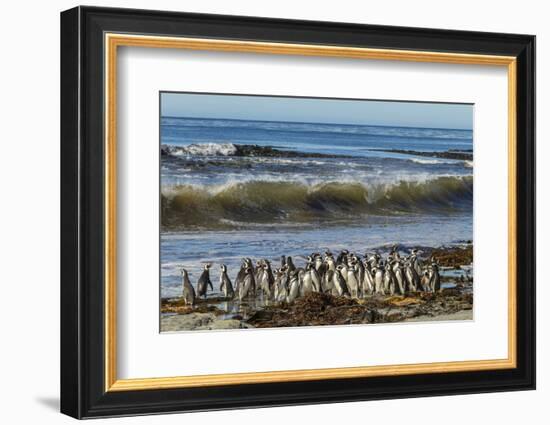 Falkland Islands, Sea Lion Island. Magellanic Penguins and Surf-Cathy & Gordon Illg-Framed Photographic Print