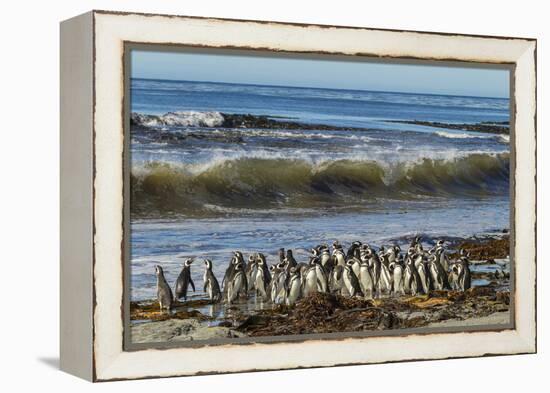 Falkland Islands, Sea Lion Island. Magellanic Penguins and Surf-Cathy & Gordon Illg-Framed Premier Image Canvas