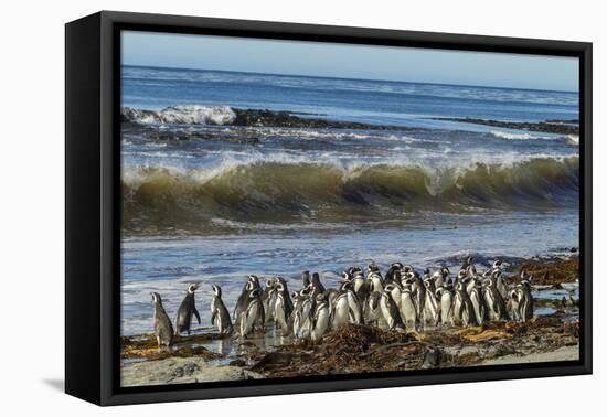 Falkland Islands, Sea Lion Island. Magellanic Penguins and Surf-Cathy & Gordon Illg-Framed Premier Image Canvas