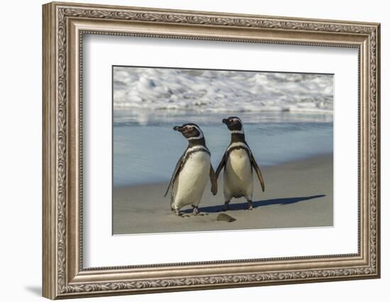 Falkland Islands, Sea Lion Island. Magellanic Penguins on Beach-Cathy & Gordon Illg-Framed Photographic Print