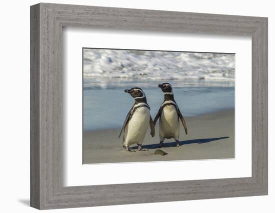 Falkland Islands, Sea Lion Island. Magellanic Penguins on Beach-Cathy & Gordon Illg-Framed Photographic Print