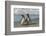 Falkland Islands, Sea Lion Island. Magellanic Penguins on Beach-Cathy & Gordon Illg-Framed Photographic Print