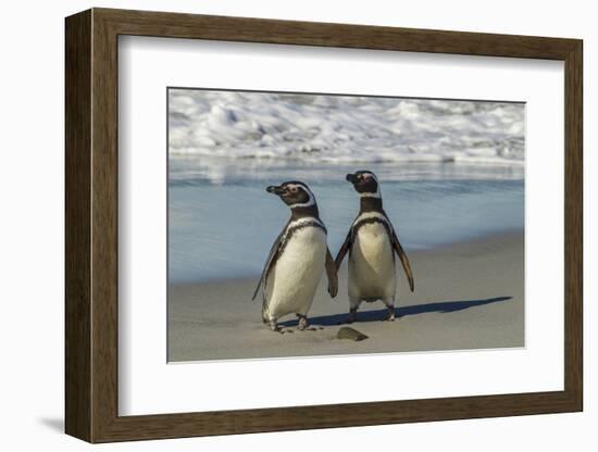 Falkland Islands, Sea Lion Island. Magellanic Penguins on Beach-Cathy & Gordon Illg-Framed Photographic Print