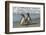 Falkland Islands, Sea Lion Island. Magellanic Penguins on Beach-Cathy & Gordon Illg-Framed Photographic Print