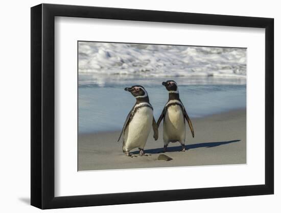 Falkland Islands, Sea Lion Island. Magellanic Penguins on Beach-Cathy & Gordon Illg-Framed Photographic Print