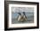 Falkland Islands, Sea Lion Island. Magellanic Penguins on Beach-Cathy & Gordon Illg-Framed Photographic Print