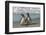 Falkland Islands, Sea Lion Island. Magellanic Penguins on Beach-Cathy & Gordon Illg-Framed Photographic Print