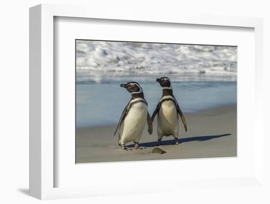 Falkland Islands, Sea Lion Island. Magellanic Penguins on Beach-Cathy & Gordon Illg-Framed Photographic Print