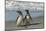 Falkland Islands, Sea Lion Island. Magellanic Penguins on Beach-Cathy & Gordon Illg-Mounted Photographic Print