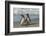 Falkland Islands, Sea Lion Island. Magellanic Penguins on Beach-Cathy & Gordon Illg-Framed Photographic Print