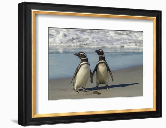 Falkland Islands, Sea Lion Island. Magellanic Penguins on Beach-Cathy & Gordon Illg-Framed Photographic Print