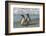 Falkland Islands, Sea Lion Island. Magellanic Penguins on Beach-Cathy & Gordon Illg-Framed Photographic Print