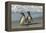 Falkland Islands, Sea Lion Island. Magellanic Penguins on Beach-Cathy & Gordon Illg-Framed Premier Image Canvas