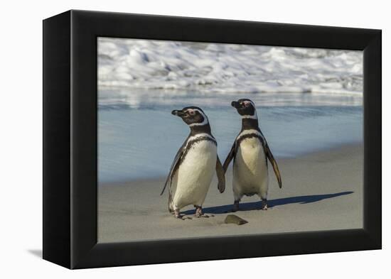 Falkland Islands, Sea Lion Island. Magellanic Penguins on Beach-Cathy & Gordon Illg-Framed Premier Image Canvas