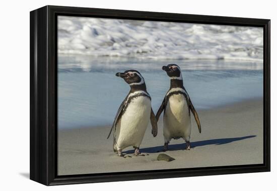 Falkland Islands, Sea Lion Island. Magellanic Penguins on Beach-Cathy & Gordon Illg-Framed Premier Image Canvas