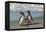 Falkland Islands, Sea Lion Island. Magellanic Penguins on Beach-Cathy & Gordon Illg-Framed Premier Image Canvas