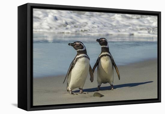 Falkland Islands, Sea Lion Island. Magellanic Penguins on Beach-Cathy & Gordon Illg-Framed Premier Image Canvas