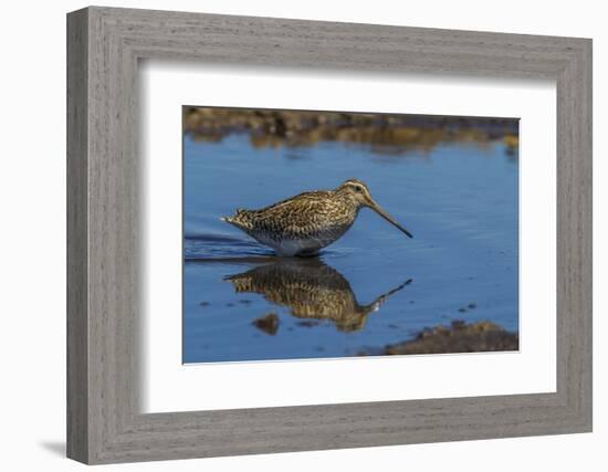 Falkland Islands, Sea Lion Island. Magellanic Snipe in Water-Cathy & Gordon Illg-Framed Photographic Print