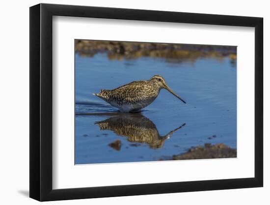 Falkland Islands, Sea Lion Island. Magellanic Snipe in Water-Cathy & Gordon Illg-Framed Photographic Print