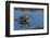 Falkland Islands, Sea Lion Island. Magellanic Snipe in Water-Cathy & Gordon Illg-Framed Photographic Print