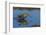 Falkland Islands, Sea Lion Island. Magellanic Snipe in Water-Cathy & Gordon Illg-Framed Photographic Print