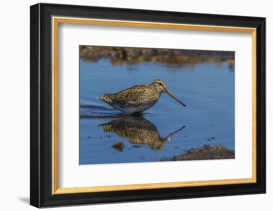 Falkland Islands, Sea Lion Island. Magellanic Snipe in Water-Cathy & Gordon Illg-Framed Photographic Print