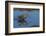 Falkland Islands, Sea Lion Island. Magellanic Snipe in Water-Cathy & Gordon Illg-Framed Photographic Print