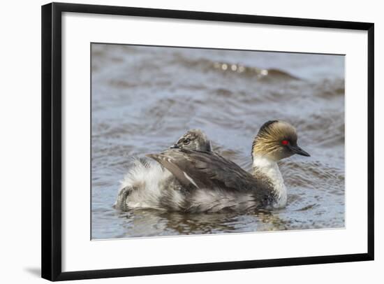 Falkland Islands, Sea Lion Island. Silvery Grebe with Chick on Back-Cathy & Gordon Illg-Framed Photographic Print