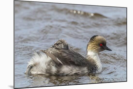 Falkland Islands, Sea Lion Island. Silvery Grebe with Chick on Back-Cathy & Gordon Illg-Mounted Photographic Print