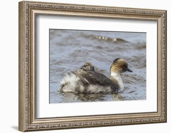 Falkland Islands, Sea Lion Island. Silvery Grebe with Chick on Back-Cathy & Gordon Illg-Framed Photographic Print