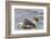 Falkland Islands, Sea Lion Island. Silvery Grebe with Chick on Back-Cathy & Gordon Illg-Framed Photographic Print