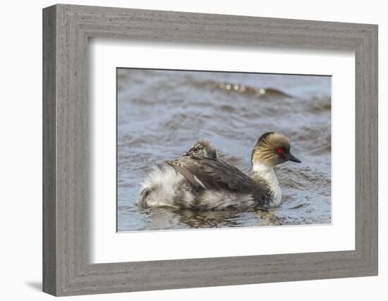 Falkland Islands, Sea Lion Island. Silvery Grebe with Chick on Back-Cathy & Gordon Illg-Framed Photographic Print