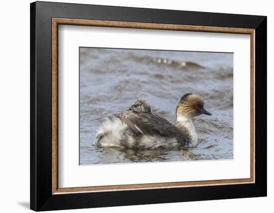 Falkland Islands, Sea Lion Island. Silvery Grebe with Chick on Back-Cathy & Gordon Illg-Framed Photographic Print