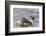 Falkland Islands, Sea Lion Island. Silvery Grebe with Chick on Back-Cathy & Gordon Illg-Framed Photographic Print