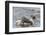 Falkland Islands, Sea Lion Island. Silvery Grebe with Chick on Back-Cathy & Gordon Illg-Framed Photographic Print