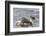 Falkland Islands, Sea Lion Island. Silvery Grebe with Chick on Back-Cathy & Gordon Illg-Framed Photographic Print