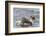 Falkland Islands, Sea Lion Island. Silvery Grebe with Chick on Back-Cathy & Gordon Illg-Framed Photographic Print