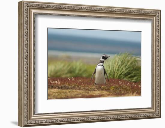 Falkland Islands, Sea Lion Island. Solitary Magellanic Penguin-Cathy & Gordon Illg-Framed Photographic Print