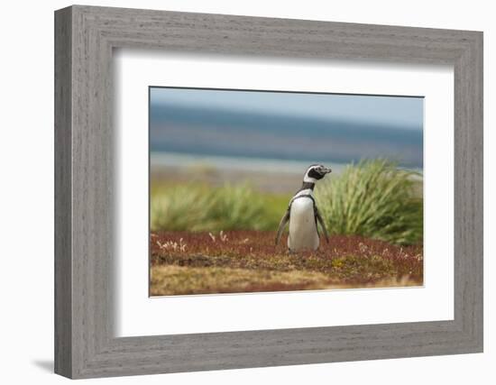 Falkland Islands, Sea Lion Island. Solitary Magellanic Penguin-Cathy & Gordon Illg-Framed Photographic Print