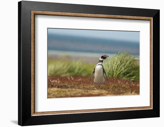 Falkland Islands, Sea Lion Island. Solitary Magellanic Penguin-Cathy & Gordon Illg-Framed Photographic Print