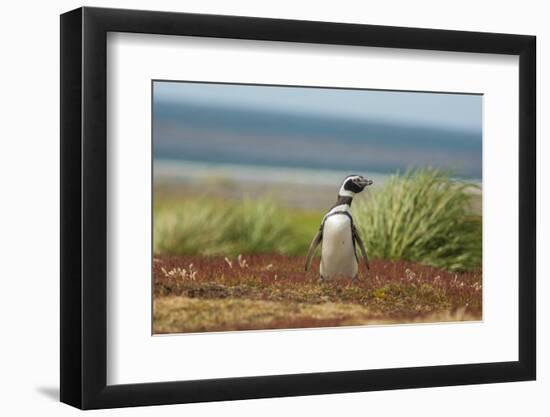 Falkland Islands, Sea Lion Island. Solitary Magellanic Penguin-Cathy & Gordon Illg-Framed Photographic Print