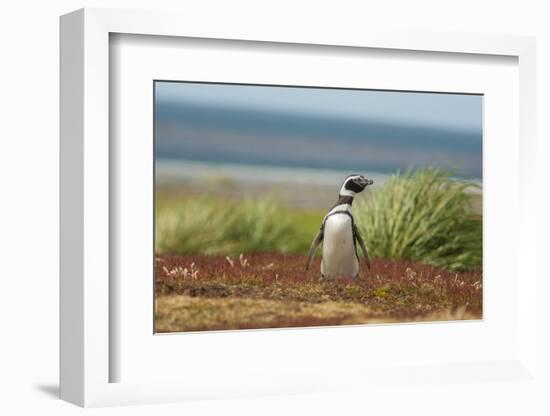 Falkland Islands, Sea Lion Island. Solitary Magellanic Penguin-Cathy & Gordon Illg-Framed Photographic Print