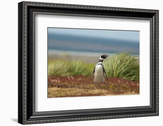 Falkland Islands, Sea Lion Island. Solitary Magellanic Penguin-Cathy & Gordon Illg-Framed Photographic Print