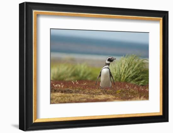 Falkland Islands, Sea Lion Island. Solitary Magellanic Penguin-Cathy & Gordon Illg-Framed Photographic Print