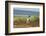 Falkland Islands, Sea Lion Island. Solitary Magellanic Penguin-Cathy & Gordon Illg-Framed Photographic Print