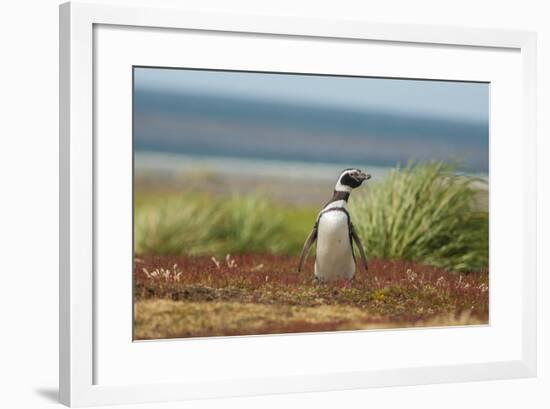 Falkland Islands, Sea Lion Island. Solitary Magellanic Penguin-Cathy & Gordon Illg-Framed Photographic Print